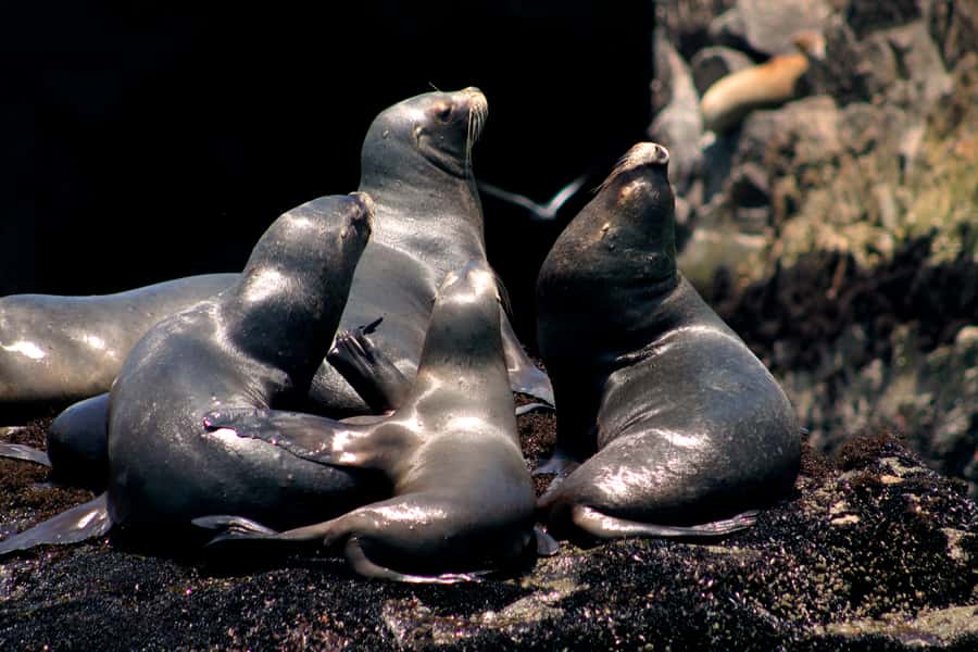 Callao: Swimming with Sea Lions Palomino Islands Boat Tour - Sea lion behavior, photos, and the cold Pacific