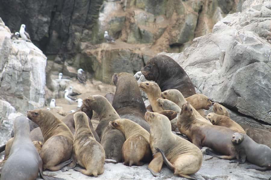 Callao: Swimming with Sea Lions Palomino Islands Boat Tour - Returning to Callao with a snack