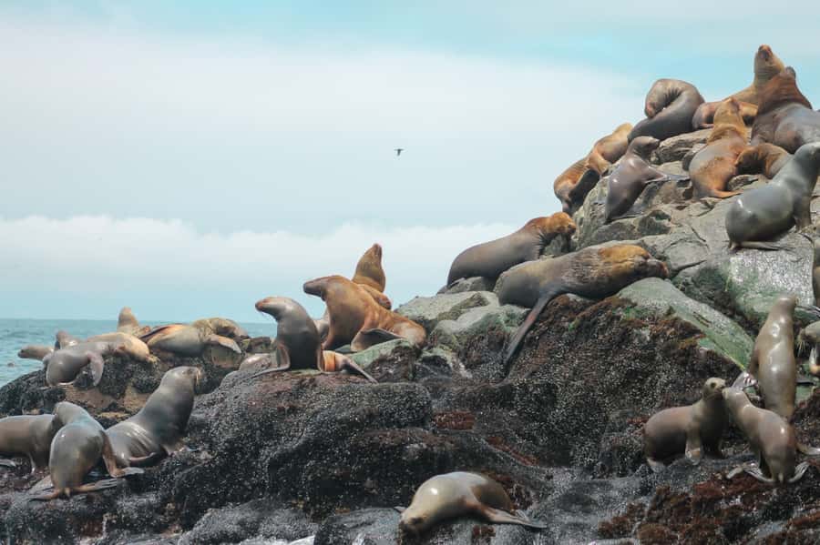 Callao: Swimming with Sea Lions Palomino Islands Boat Tour - Is $76 a fair price?