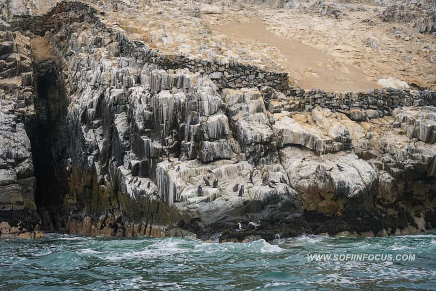 Callao: Swimming with Sea Lions Palomino Islands Boat Tour - Who should book this Callao boat tour?