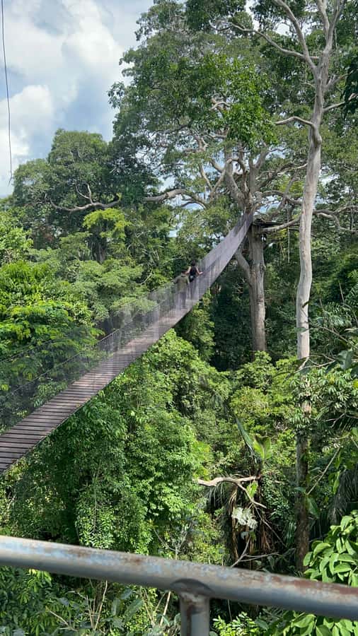 Canopy Tower, Zipline, Kayak, and Monkey Island … - Key points at a glance