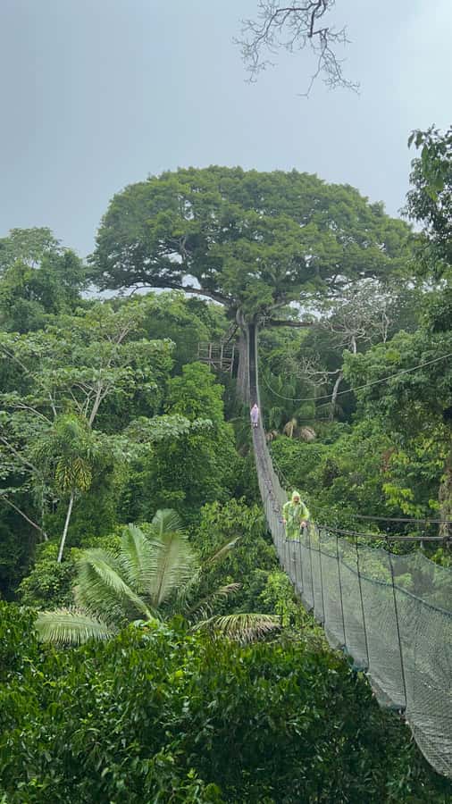 Canopy Tower, Zipline, Kayak, and Monkey Island … - Two ziplines and a 100-meter bridge