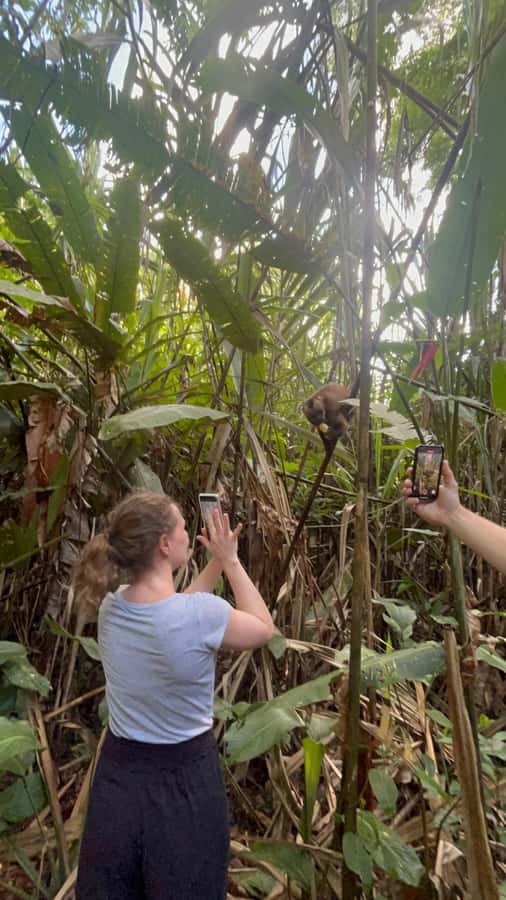 Canopy Tower, Zipline, Kayak, and Monkey Island … - The 200-meter walk to the Canopy Tower