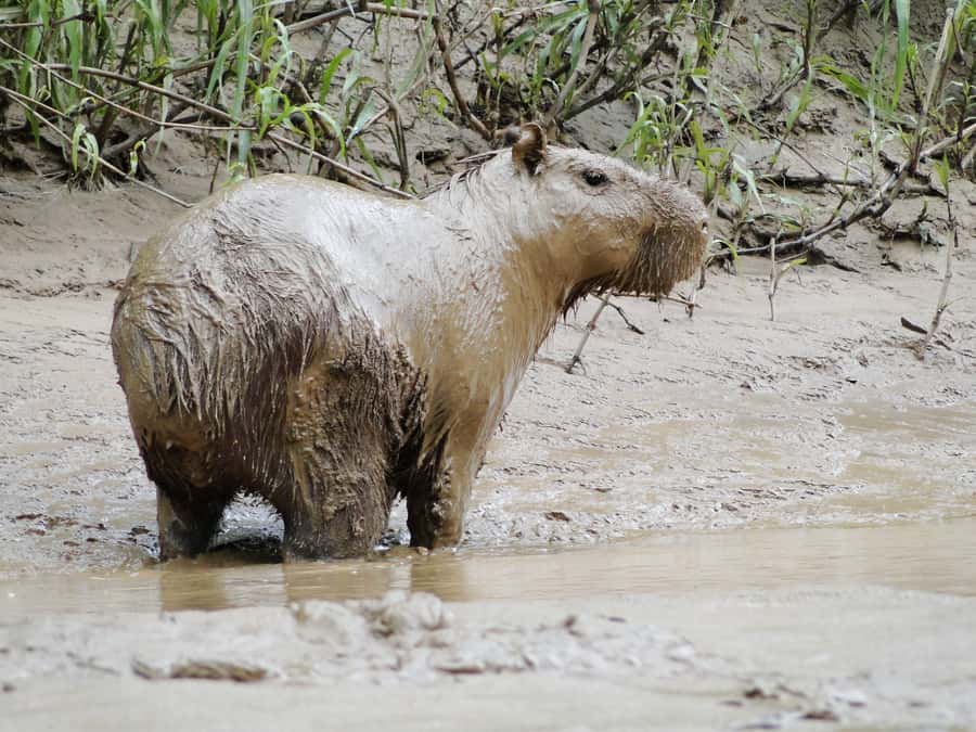Capibara and caiman search on the Tambopata river - Caimans, capybaras, and other river wildlife