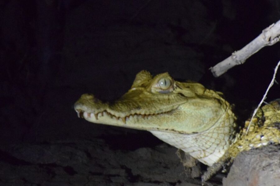 Capibara and caiman search on the Tambopata river - What the guide adds to the experience