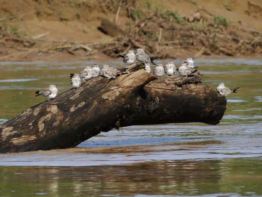 Capibara and caiman search on the Tambopata river - Is $55 a fair price?