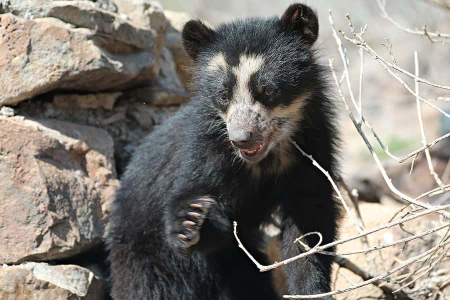 Chiclayo: Chaparri Ecological Reserve Tour - Key points to know before you book
