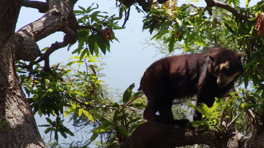 Chiclayo: Chaparri Ecological Reserve Tour - The spectacled bear rescue center and Cuto