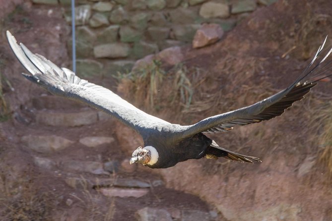 Cochahuasi Animal Sanctuary® Admission Ticket - Key points before you book