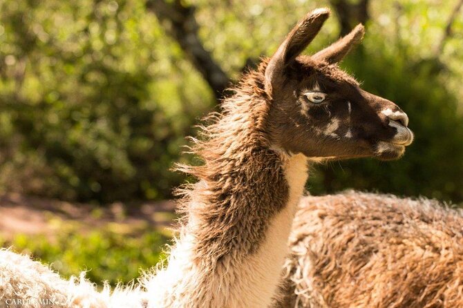 Cochahuasi Animal Sanctuary® Admission Ticket - Why this sanctuary matters near Cusco