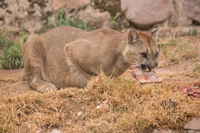 Cochahuasi Animal Sanctuary® Admission Ticket - The hard truth about the enclosures