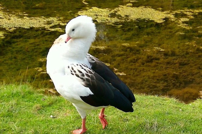 Cochahuasi Animal Sanctuary® Admission Ticket - Getting there from Cusco