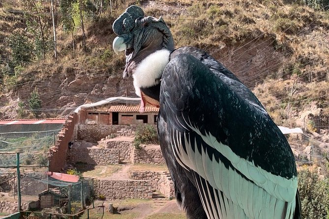 Cochahuasi Animal Sanctuary® Admission Ticket - Is the $10 price good value?
