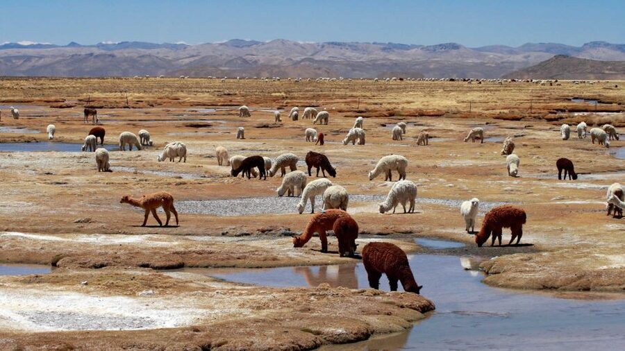 Colca Canyon: 2-Day Tour from Arequipa to Puno - Lake Titicaca as the finish line