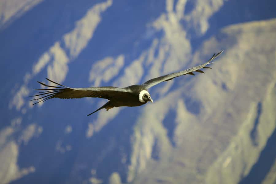 Colca Canyon: 2-Day Tour from Arequipa to Puno - Day one: Arequipa to Chivay through Pampa Cañahuas