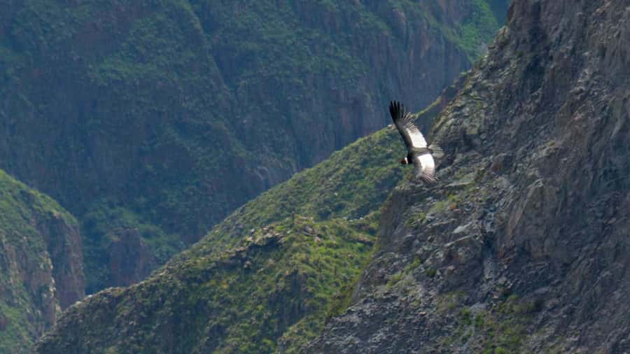 COLCA CANYON FULL DAY TOURS - Toccra alpacas and Pampa Cañahuas vicuñas