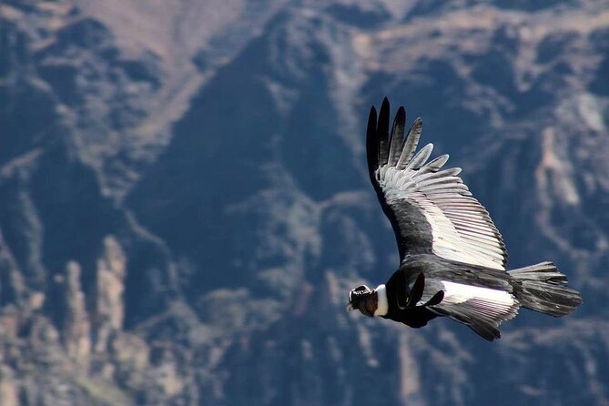 Colca Canyon Plus - Crossing Tocra to the 4,910-meter Patapampa pass