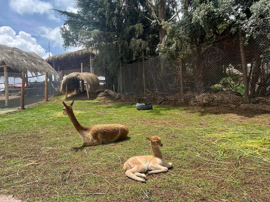 Cusco: Alpaca and Llama Farm Tour w/ Transfer & Weaving Demo - Key points to know before you go