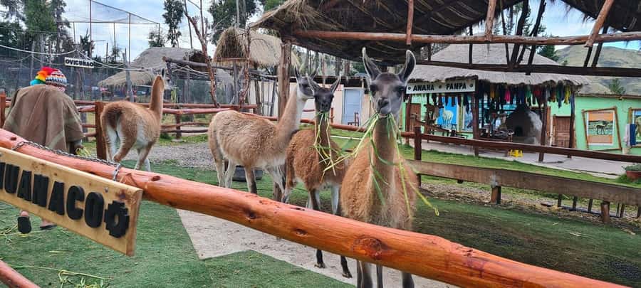 Cusco: Alpaca and Llama Farm Tour w/ Transfer & Weaving Demo - A quick escape from Cusco’s stone streets