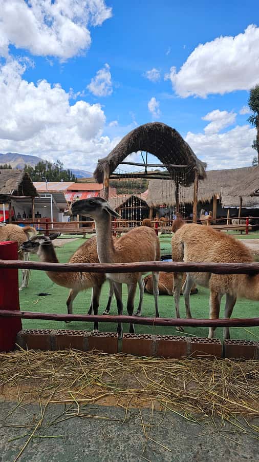 Cusco: Alpaca and Llama Farm Tour w/ Transfer & Weaving Demo - From rescued animals to Andean conservation