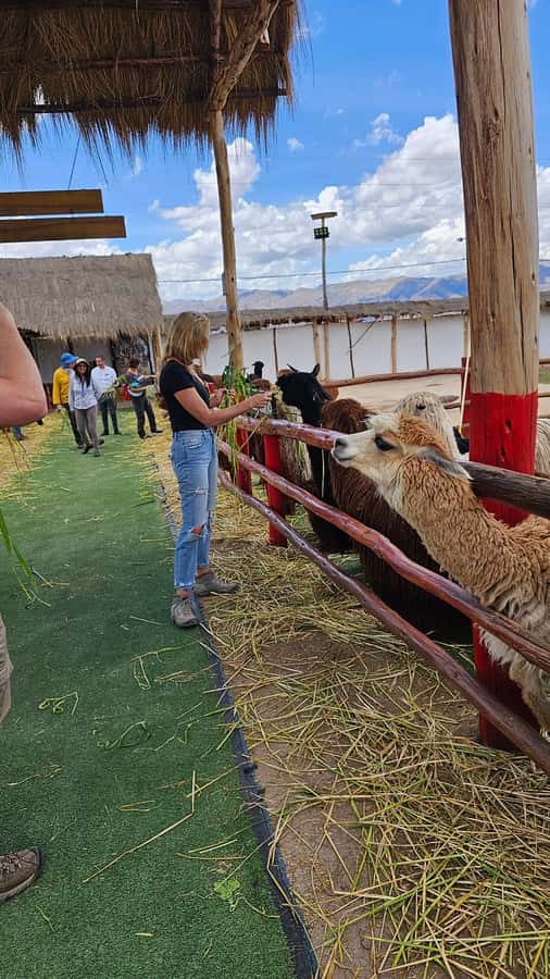 Cusco: Alpaca and Llama Farm Tour w/ Transfer & Weaving Demo - What to bring and how to get more from it