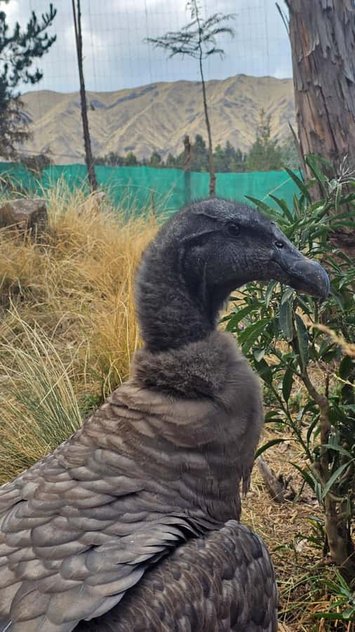 Cusco: Alpaca and Llama Farm Tour w/ Transfer & Weaving Demo - Should you book the Cusco alpaca and llama farm tour?