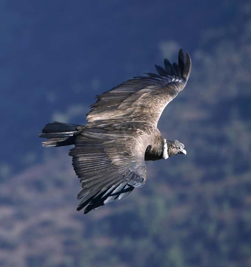 Cusco: Chonta Canyon and Condor Flight Tour with Lunch - Key points at a glance