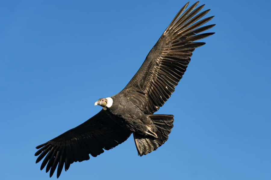 Cusco: Chonta Canyon and Condor Flight Tour with Lunch - Why Chonta Canyon is worth the long ride