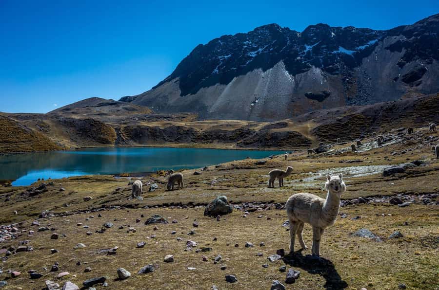 Cusco: Excursion to Ausangate 7 Lagunas + lunch - Why the Ausangate lagoons make a strong day trip from Cusco