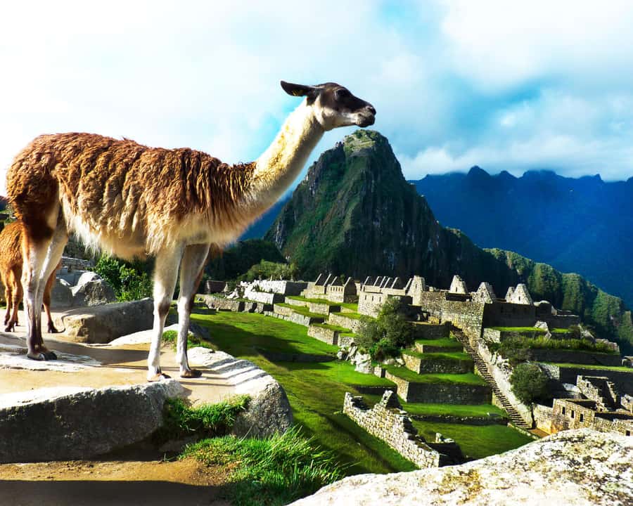 CUSCO: Full Day All Included Private Machu Picchu Experience - Who should book this one-day trip?