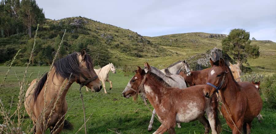 Cusco: Half-Day Horseback Riding at Devil's Balcony - From your hotel to the Vieja Estancia ranch