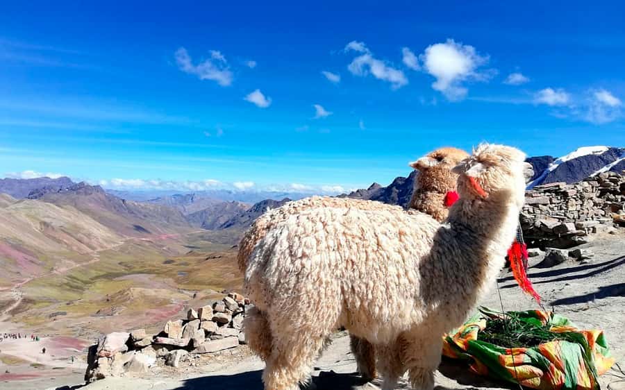 Cusco: Mountain of 7 colors Vinicunca and the Red Valley (optional) - Buffet lunch in Cusipata and the return to Cusco