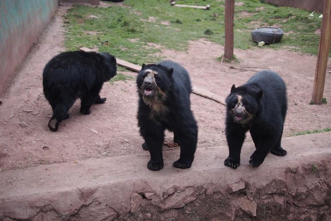 Cusco Santuario de Animales Rescatados en Cusco - Meeting rescued animals outside Cusco