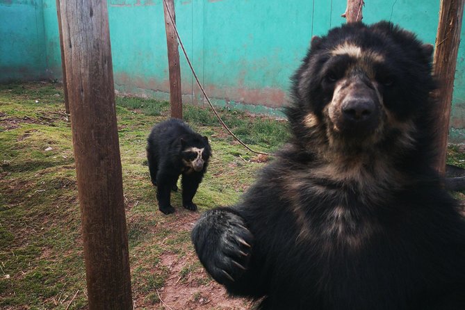 Cusco Santuario de Animales Rescatados en Cusco - What the one-hour sanctuary visit includes