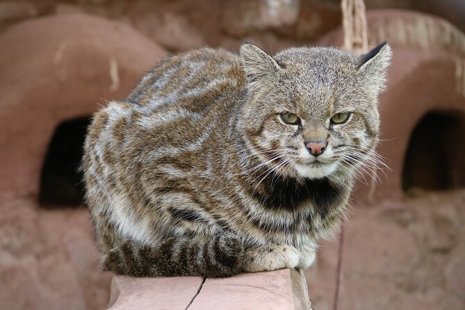 Cusco Santuario de Animales Rescatados en Cusco - Why the private group size matters