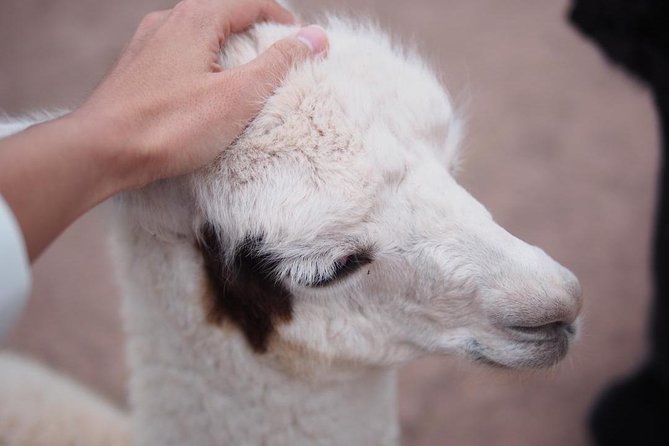 Cusco Santuario de Animales Rescatados en Cusco - A guide who explains each animal’s story