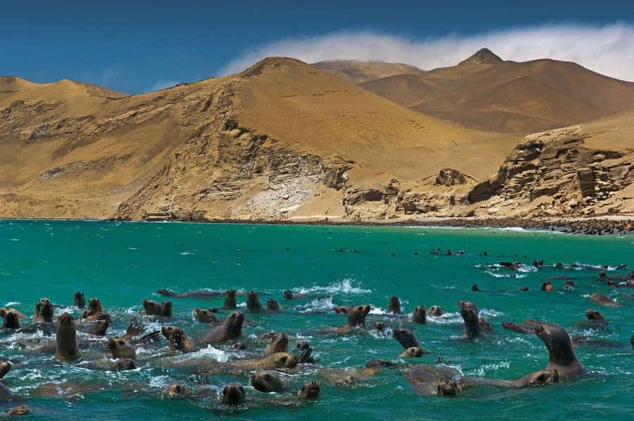 Discover Paracas, Ica and Nasca in a 2 days and 1 night trip - A big South Coast trip in only two days