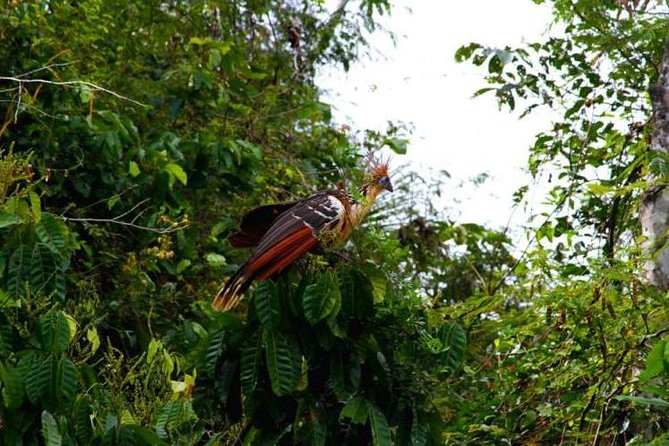 Eco Jungle 3 Days - 2 Nights - Key points to know before booking