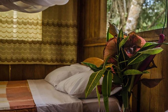 Eco Jungle 3 Days - 2 Nights - Day one: old trees, Monkey Island, and caimans after dark