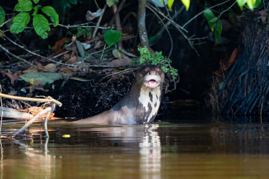 Excursion 2 days/1 nights in the jungle: Tambopata - Why this two-day Tambopata trip works