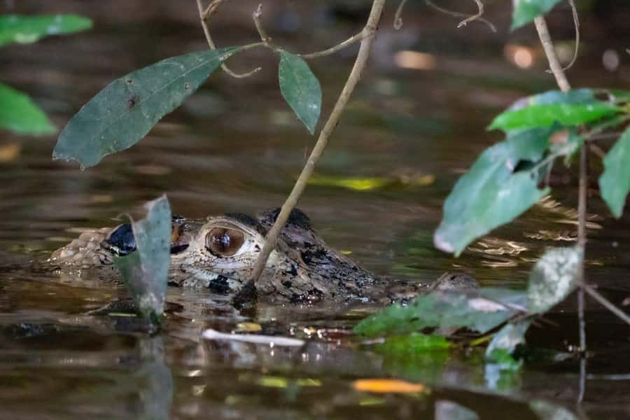 Excursion 2 days/1 nights in the jungle: Tambopata - First forest walk: insects, plants, and small discoveries