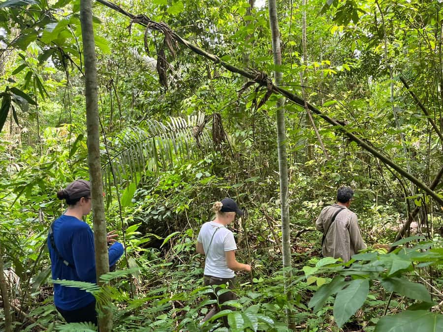 Excursion 2 days/1 nights in the jungle: Tambopata - Tambopata River at sunset