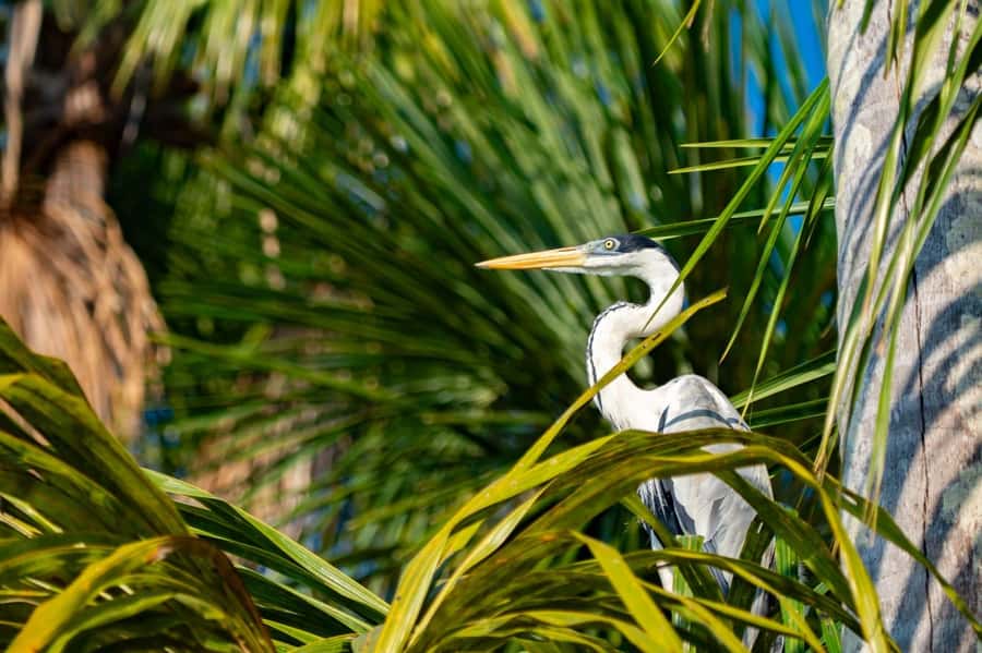 Excursion 2 days/1 nights in the jungle: Tambopata - Walking the 3 kilometers to Sandoval Lake