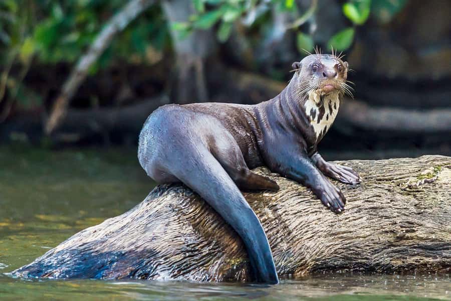 Excursion 3 days/2 nights in the jungle - Arriving from Puerto Maldonado