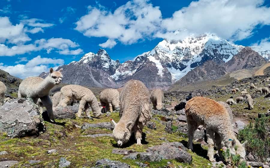 Excursion: Explore in one day the 7 lakes of Ausangate from Cusco - The $35 price and what it really covers