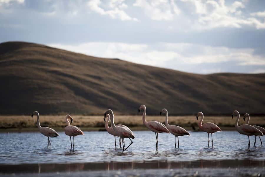 Excursion: Lagoon and National Reserve of Salinas and Aguada Blanca in Arequipa. - Key points to know before booking
