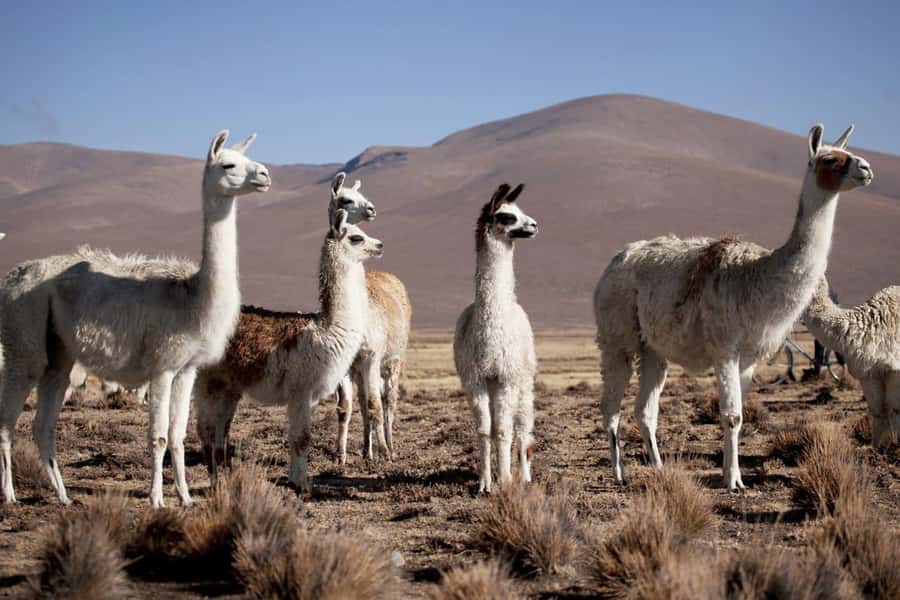 Excursion: Lagoon and National Reserve of Salinas and Aguada Blanca in Arequipa. - Chiguata and the first Andean views