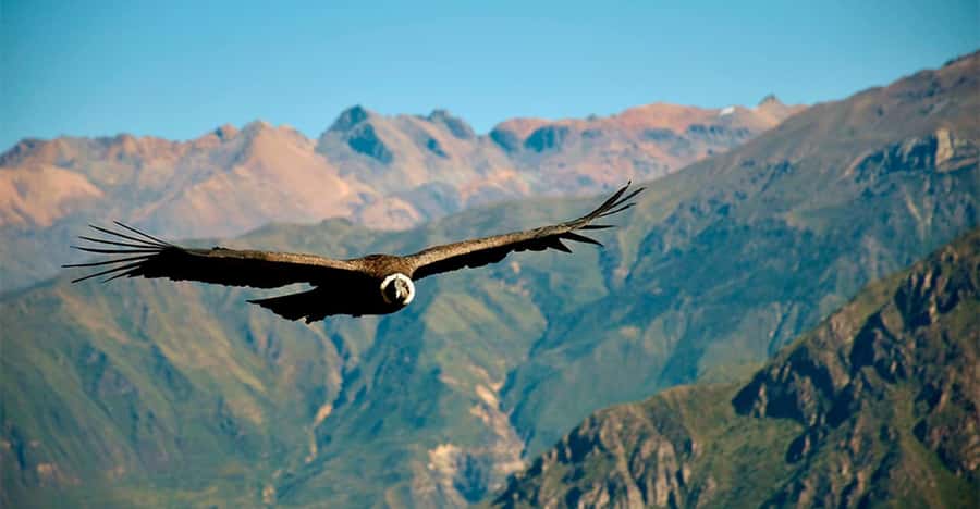 From Arequipa: 1 Day Tour to the Colca Canyon + Buffet lunch - Key points to know before you book