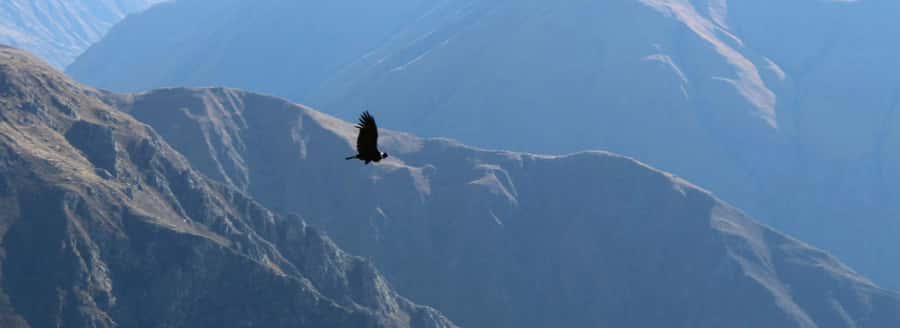 From Arequipa: 1 Day Tour to the Colca Canyon + Buffet lunch - The ride home and the real cost