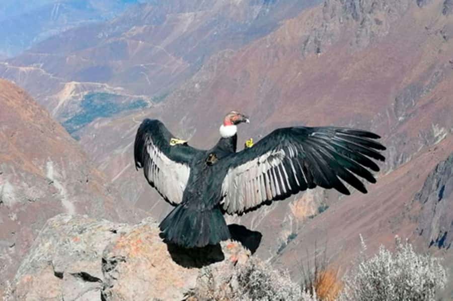 From Arequipa: 1 Day Tour to the Colca Canyon + Buffet lunch - Breakfast, then the village of Maca